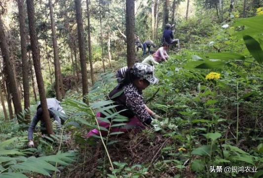 未来十年种植黄精前景好吗,黄精近几年种植行情