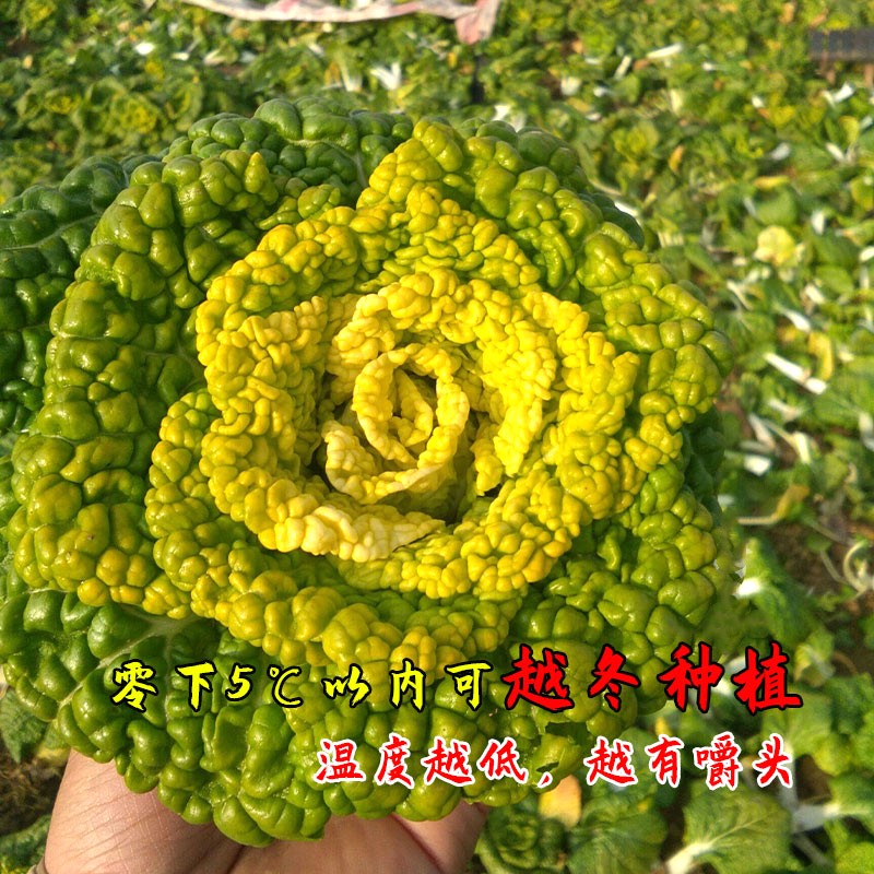 冬至到!这些菜农户都可以种上,不怕冷也冻不死!来年有新鲜菜吃