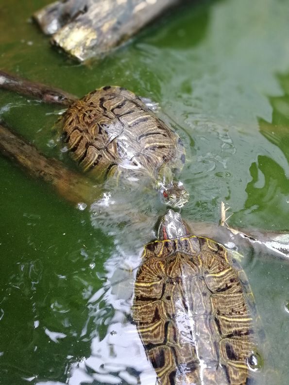 变异巴西龟苗如何饲养,巴西龟与变异巴西龟哪种最好养