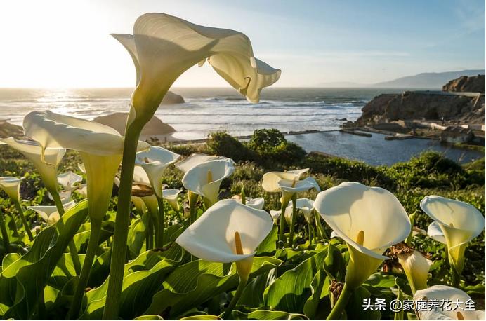 马蹄莲手动开花它还会自己开花吗,马蹄莲有毒吗毒性多久发作