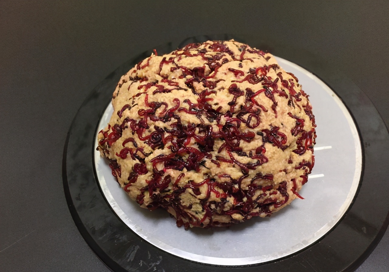 钓鱼王红虫饵料开饵教程,冬天钓红虫饵料配方