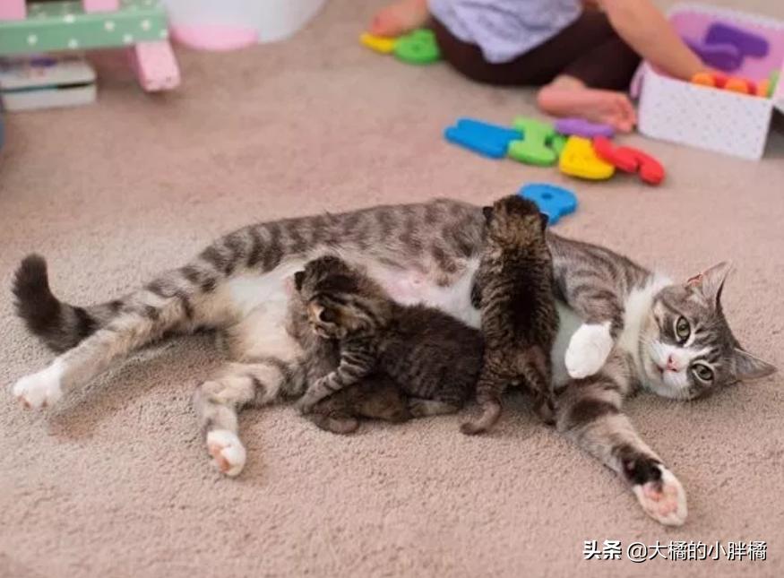 三只小猫夭折了一只,母猫早产小猫死了剩下的还会生吗