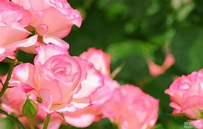 花店玫瑰是哪里来的,花店的玫瑰花是现成的吗