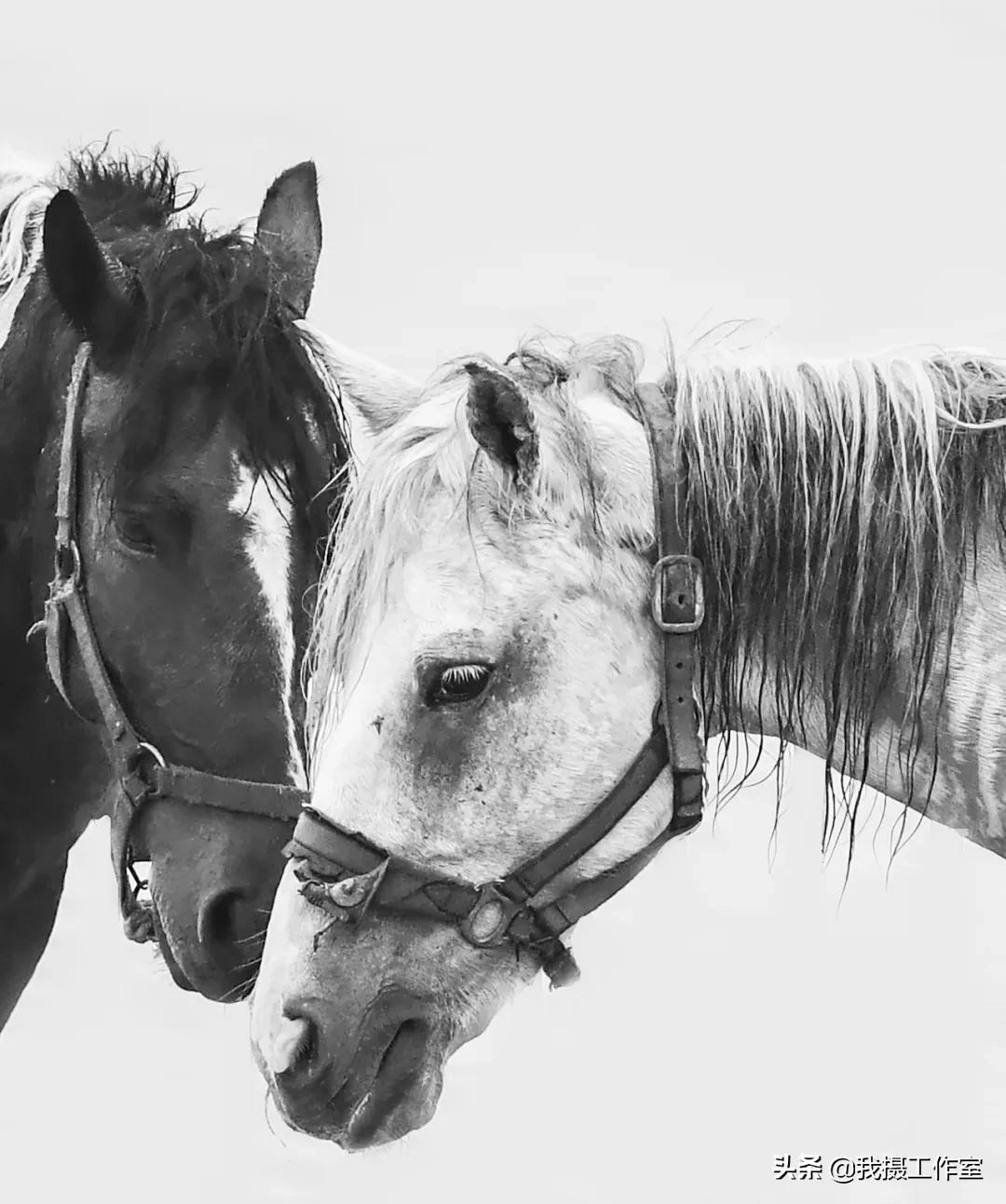 第16届国际摄影艺术展获奖作品,第29届全国摄影艺术展览作品集