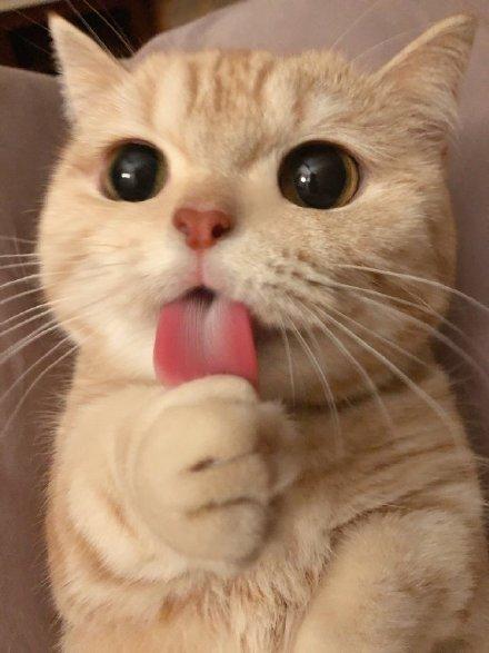 猫咪喜欢舔塑料是什么原因,洗完头猫咪喜欢舔主人头发