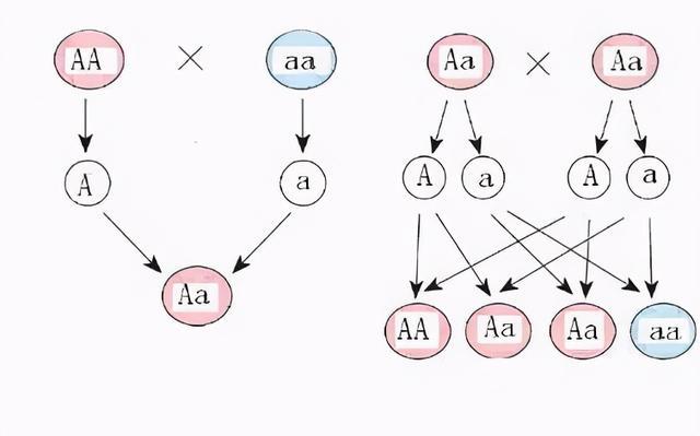 人类*亲近**不能繁殖，为什么却让狗“回交”？甚至品种越纯越好？