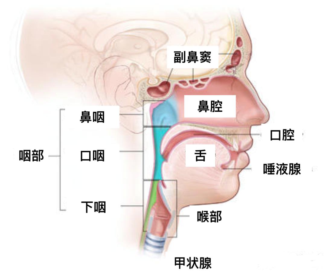 免疫治疗鳞癌怎样知道效果,免疫治疗头颈鳞癌的成功率