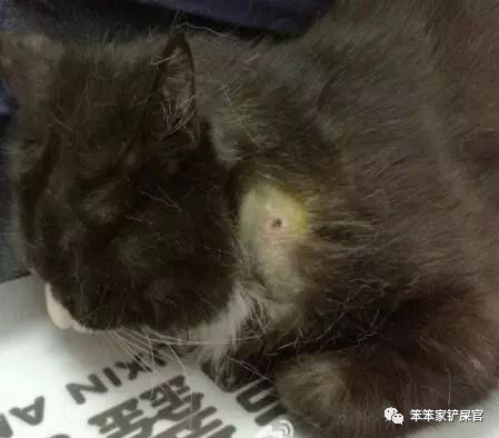 猫咪咬伤主人知道自己错了吗,猫咪头上被猫咪咬了发红怎么处理