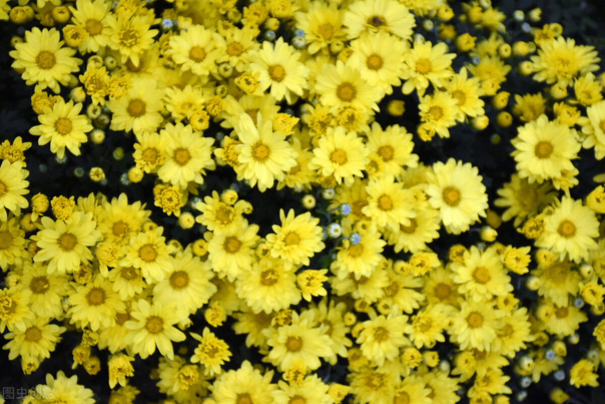 重阳节赏菊花的介绍,赏菊打卡好去处