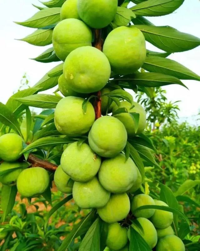 晚熟汶川青脆李,汶川青脆李几月份成熟