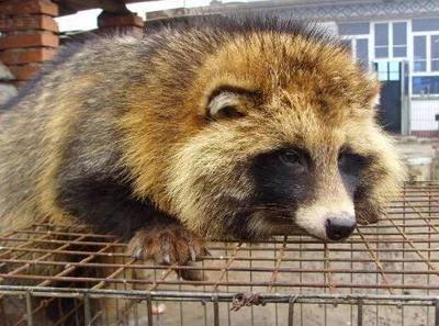 貉子都有什么病,貉子腹泻是什么原因