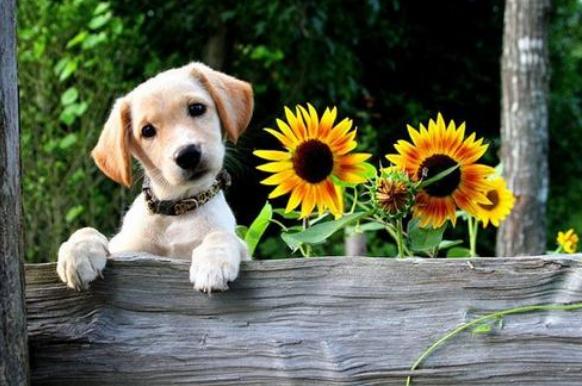 狗狗的7种怪异行为,常见的十种让狗狗恐惧的事物