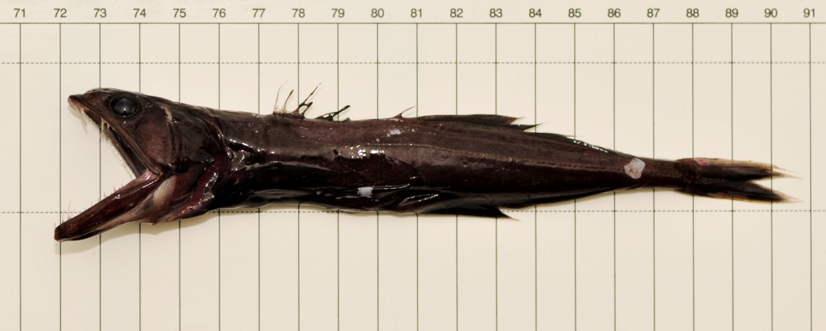 世上最恐怖的鱼食人鱼,史上最吓人的食人鱼