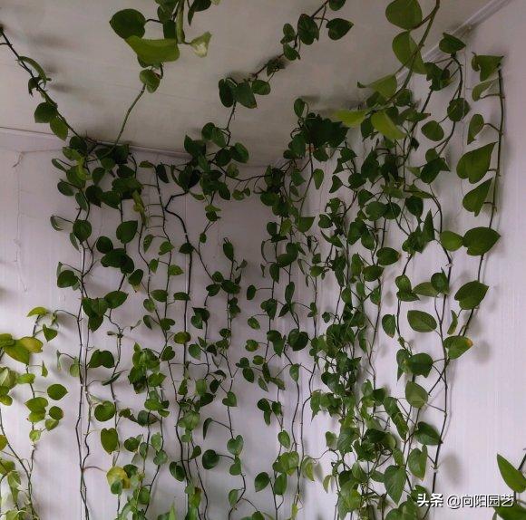 怎么把绿萝养得又粗又壮不长黄叶,绿萝用什么盆养才能长得旺盛