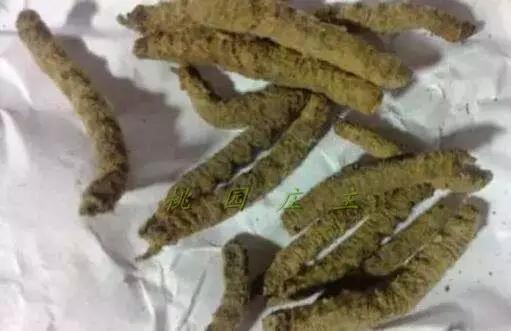 桃园地下害虫怎么治,桃园瓢虫的治理