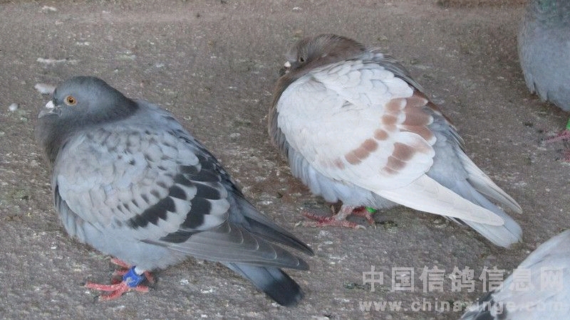 信鸽腺病毒用什么药,信鸽腺病毒后如何快速恢复体能