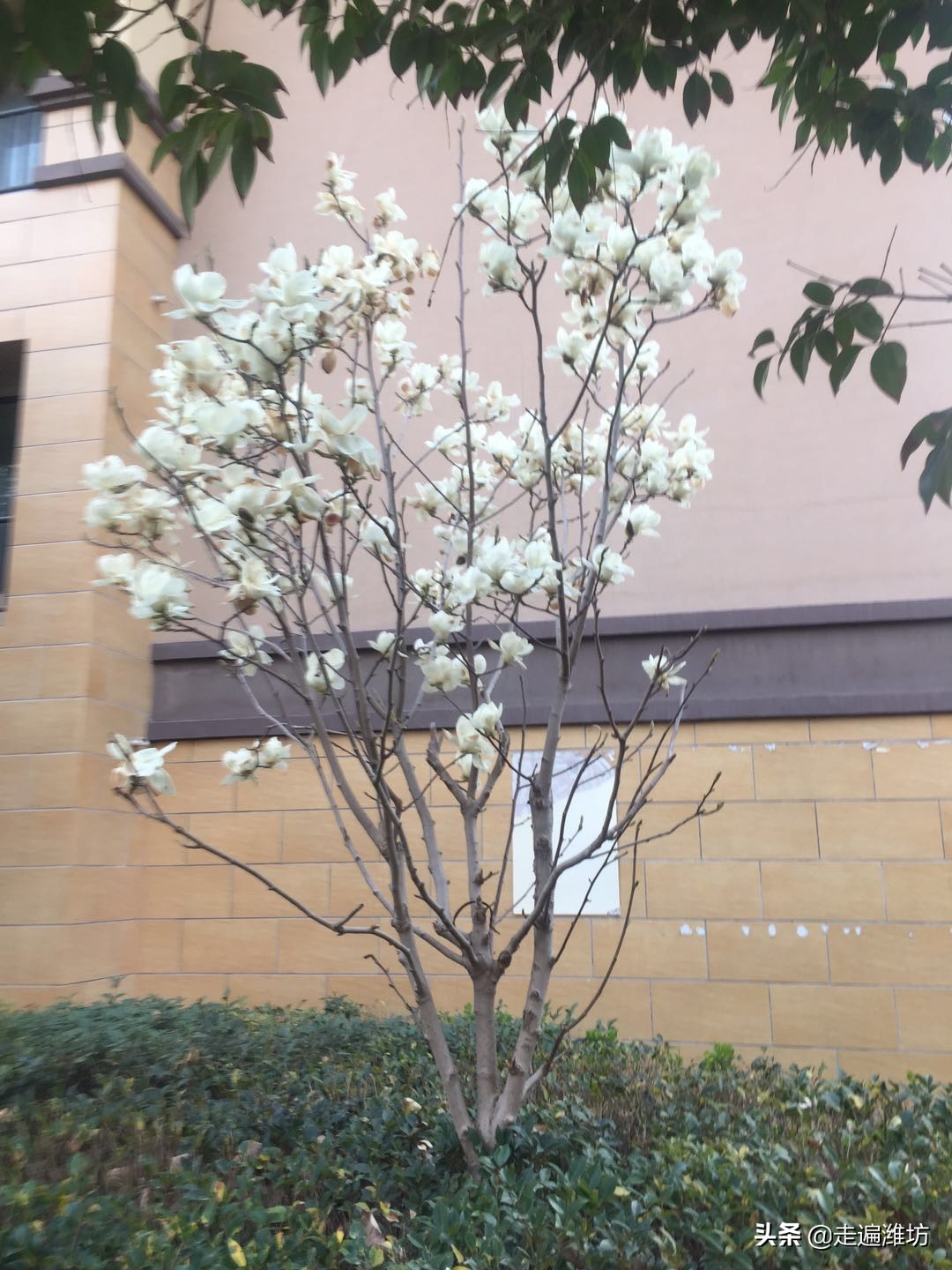 潍坊寒亭恒信首府商铺,潍坊寒亭恒信首府地址