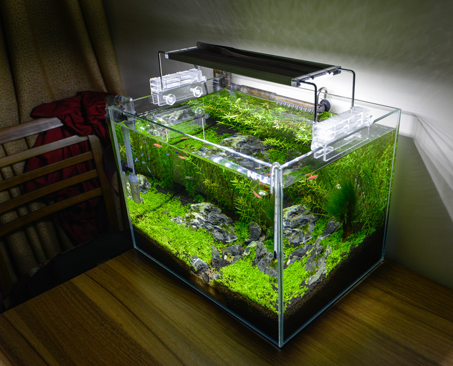 新手草缸入门,萌新水草缸