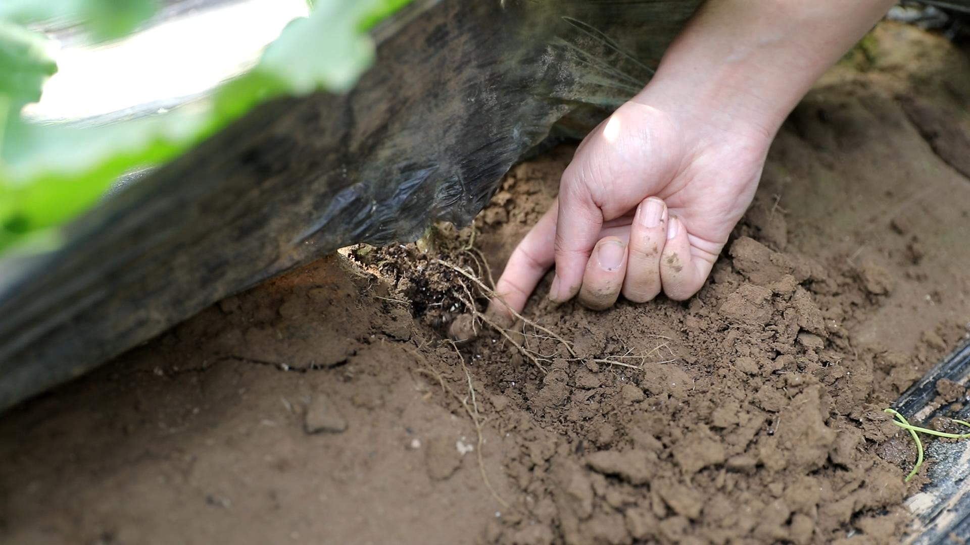西瓜不施底肥行吗,西瓜不长叉怎么办