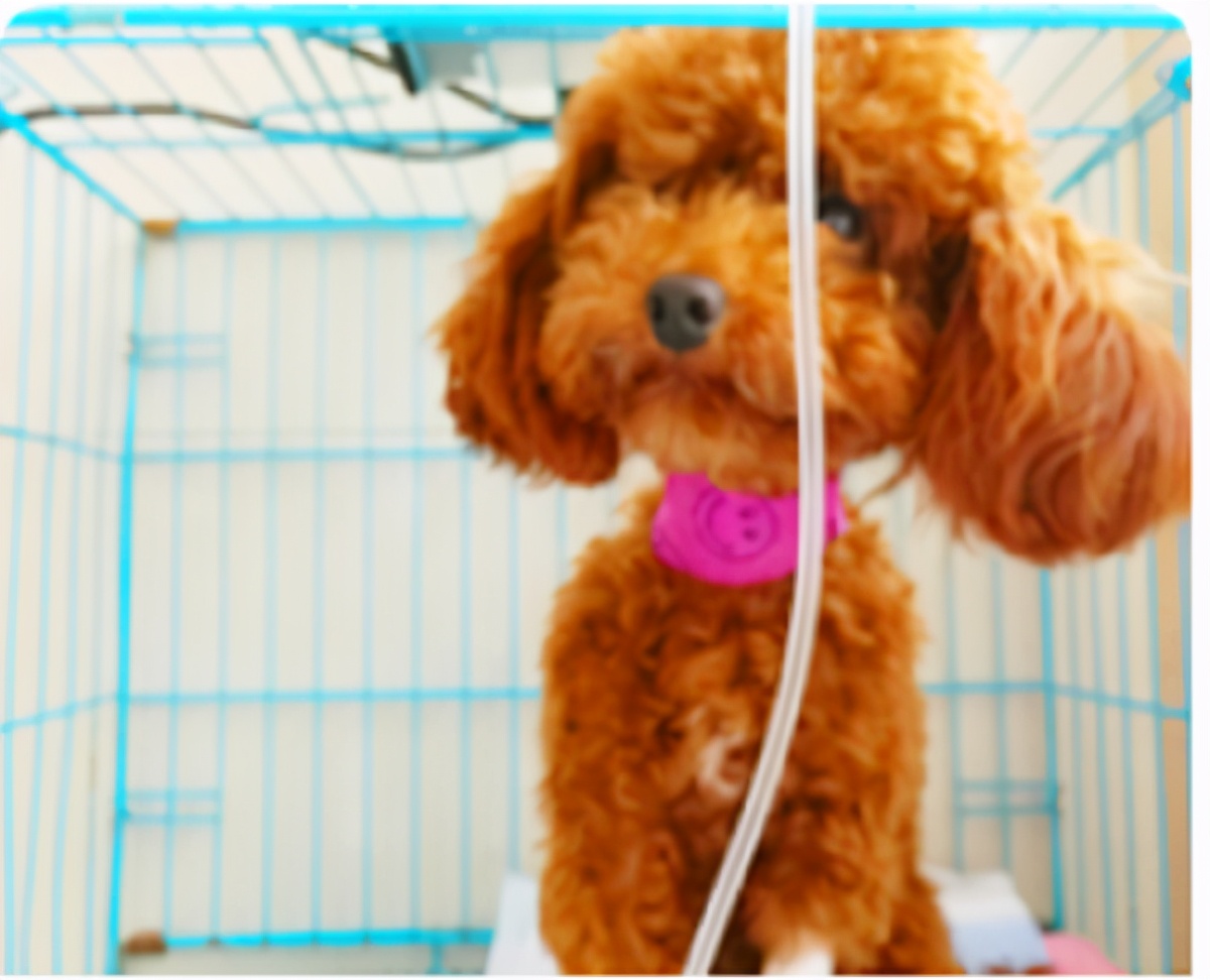 杭州哪家宠物医院动手术最有名,杭州治犬瘟哪家宠物医院好