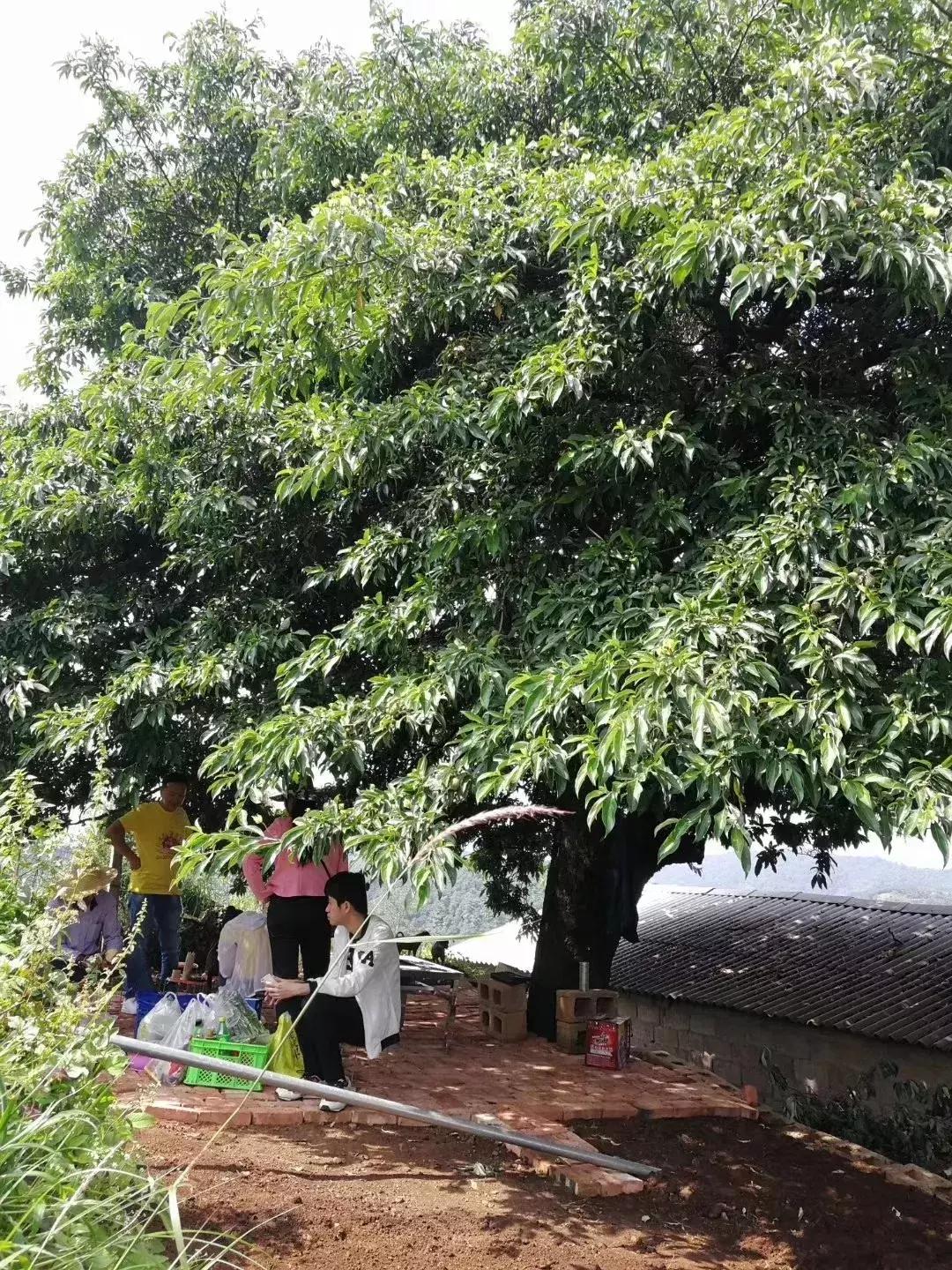 昆明采摘一日游,昆明采摘游