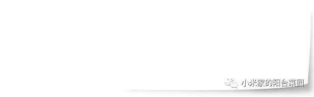 别墅菜园适合种什么菜,适合懒人种的阳台菜