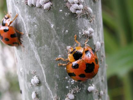 吃肉的瓢虫是农夫的好帮手，别再将它们一网杀尽啦！