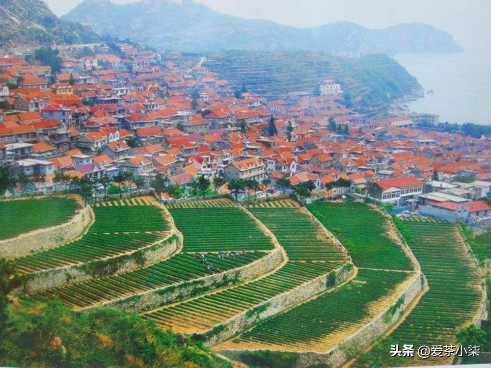 崂山茶如何喝才是正确的,崂山茶的口感鲜爽