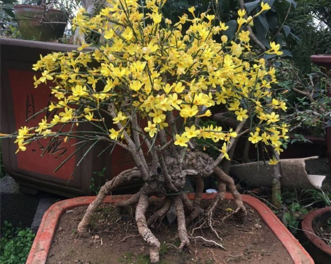 冬天养腊梅的方法,迎春花开春意来