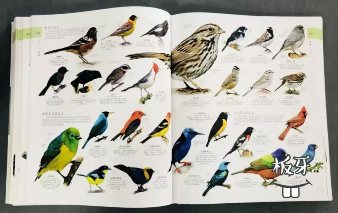 儿童dk哪些书籍值得买,dk儿童书籍推荐