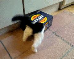 弱弱的问一句还可以吗怎么回,猫咪傻的表现是什么