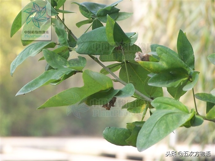 家槐叶和槐叶区别,国槐家槐是同一种树吗