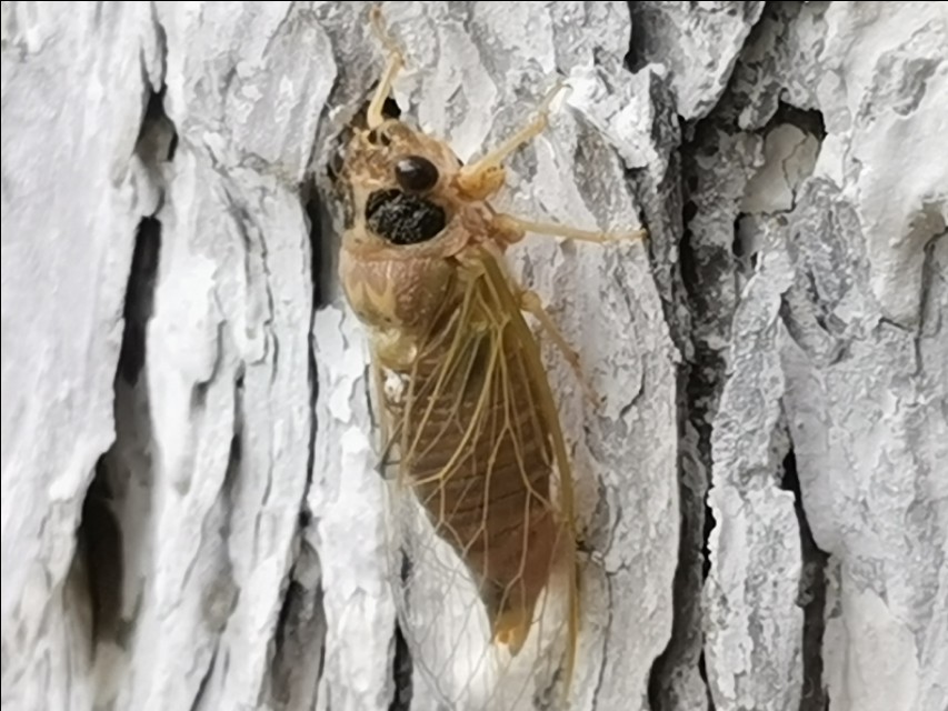 金蝉脱壳记原文,金蝉脱壳记