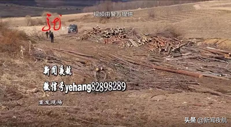 派出所现场查获一起盗伐林木案件,公安破获一起盗伐林木案件