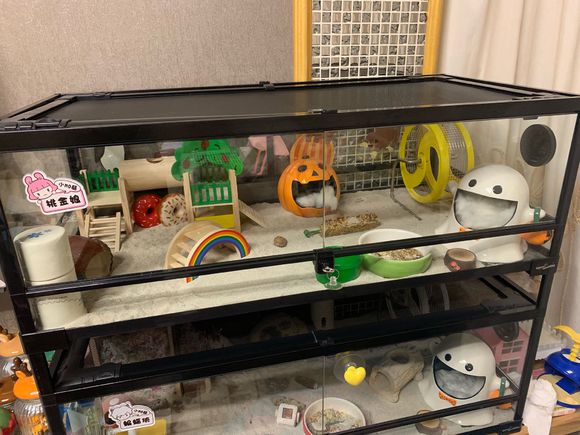 仓鼠会喂养自己的孩子吗,仓鼠可以当宠物吗