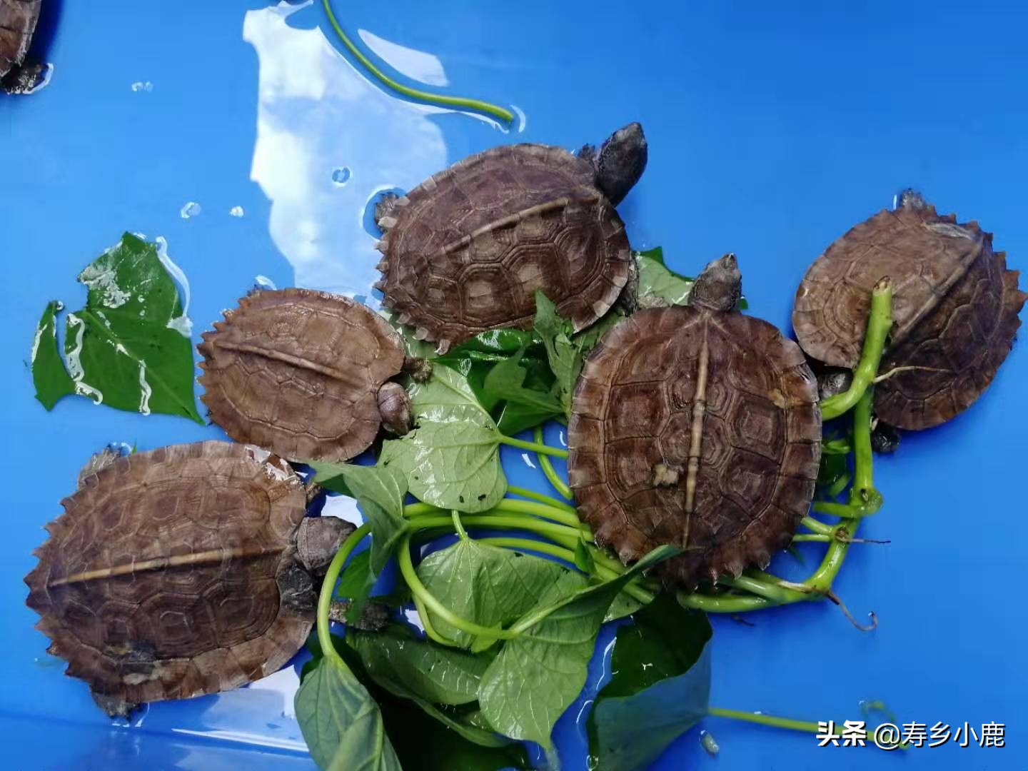 水龟怎么养可以去除真菌,水龟怎么防治腐皮