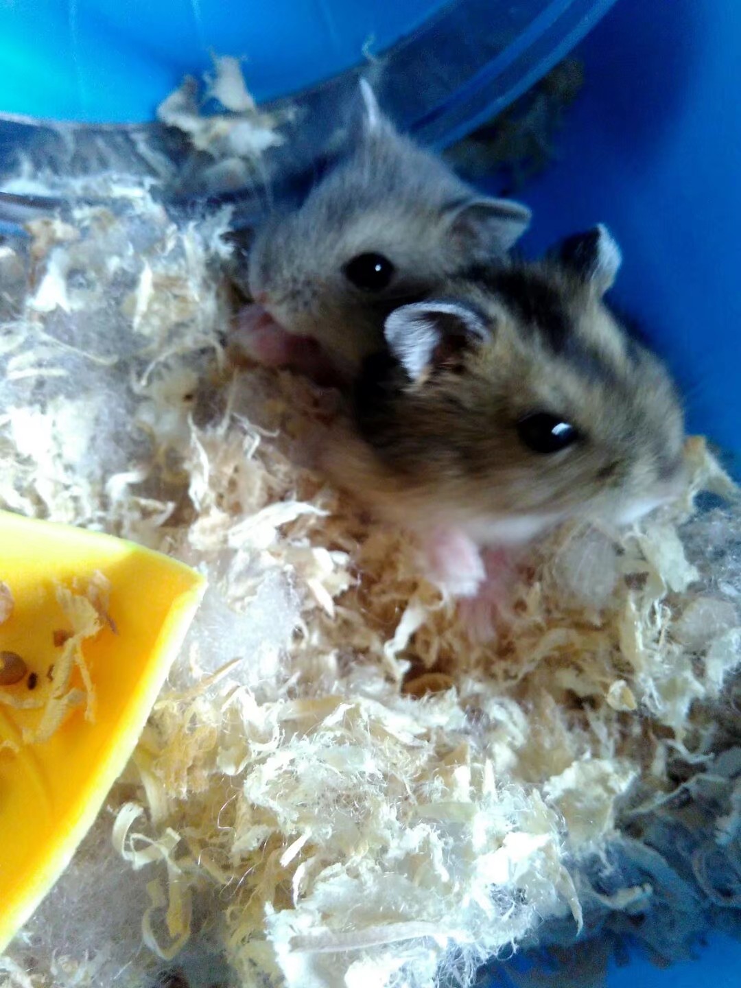 小学生养仓鼠注意事项,仓鼠小学生养要注意点什么