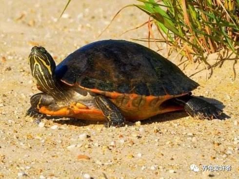 养龟环境该怎么弄,新手养龟要注意龟的哪些事项