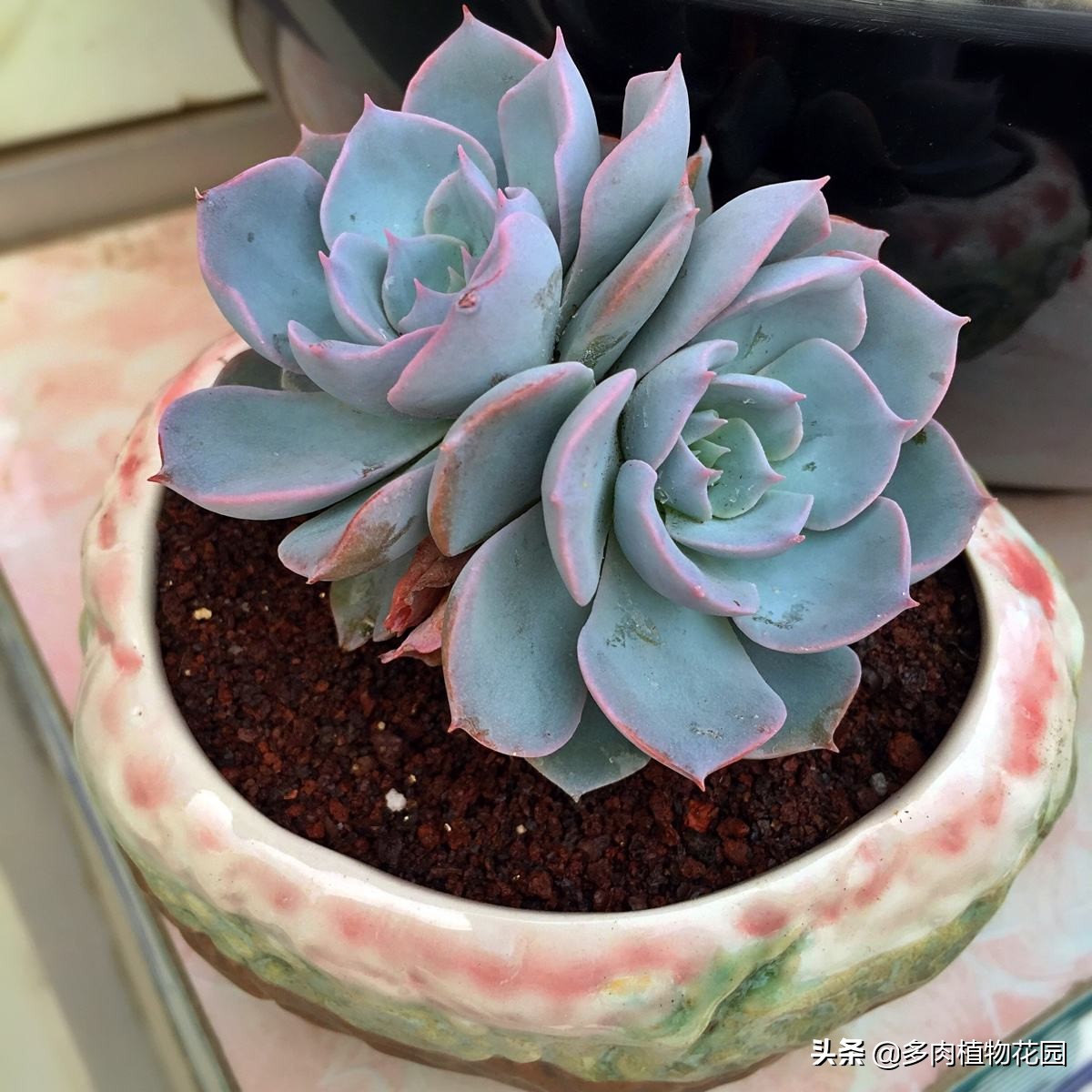 多肉品种蓝石莲怎么养殖,多肉蓝石莲养殖方法和注意事项