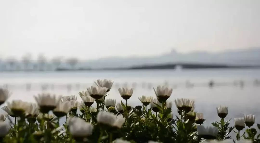 花港一楼茶楼,花港公园一元早茶