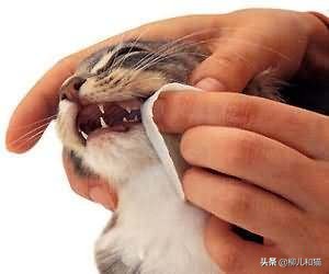 2种方法帮猫咪刷牙远离口腔疾病,猫咪的牙吸收问题怎么治疗