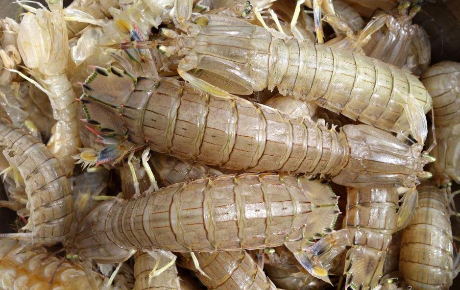 吃皮皮虾的正确吃法,吃皮皮虾说没有处理干净