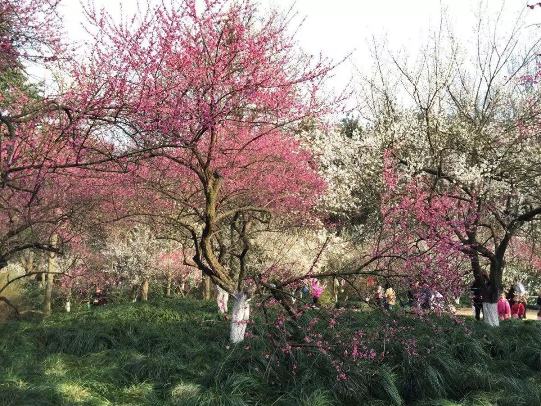 半个月后成都即将美翻全国，17处美景玩转整个春天！