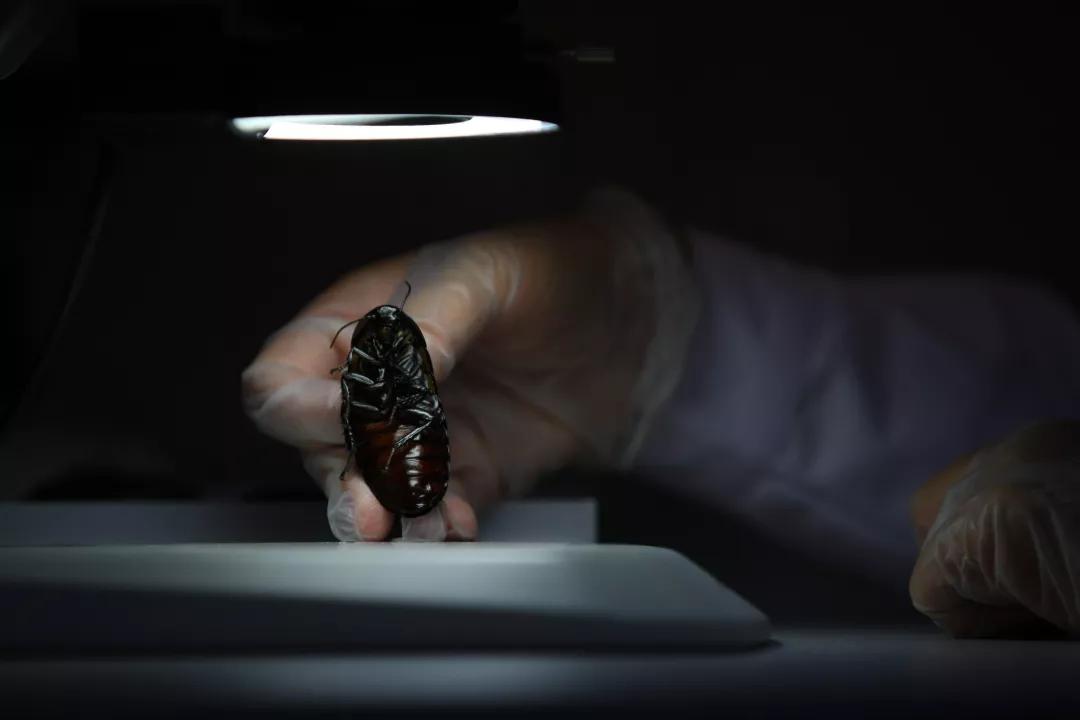 拜耳拜灭士杀蟑胶饵灭蟑螂,灭蟑螂的最好方法最有效