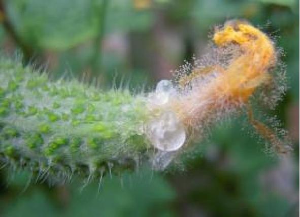 黄瓜怎样施肥才能丰产,最丰产的黄瓜品种