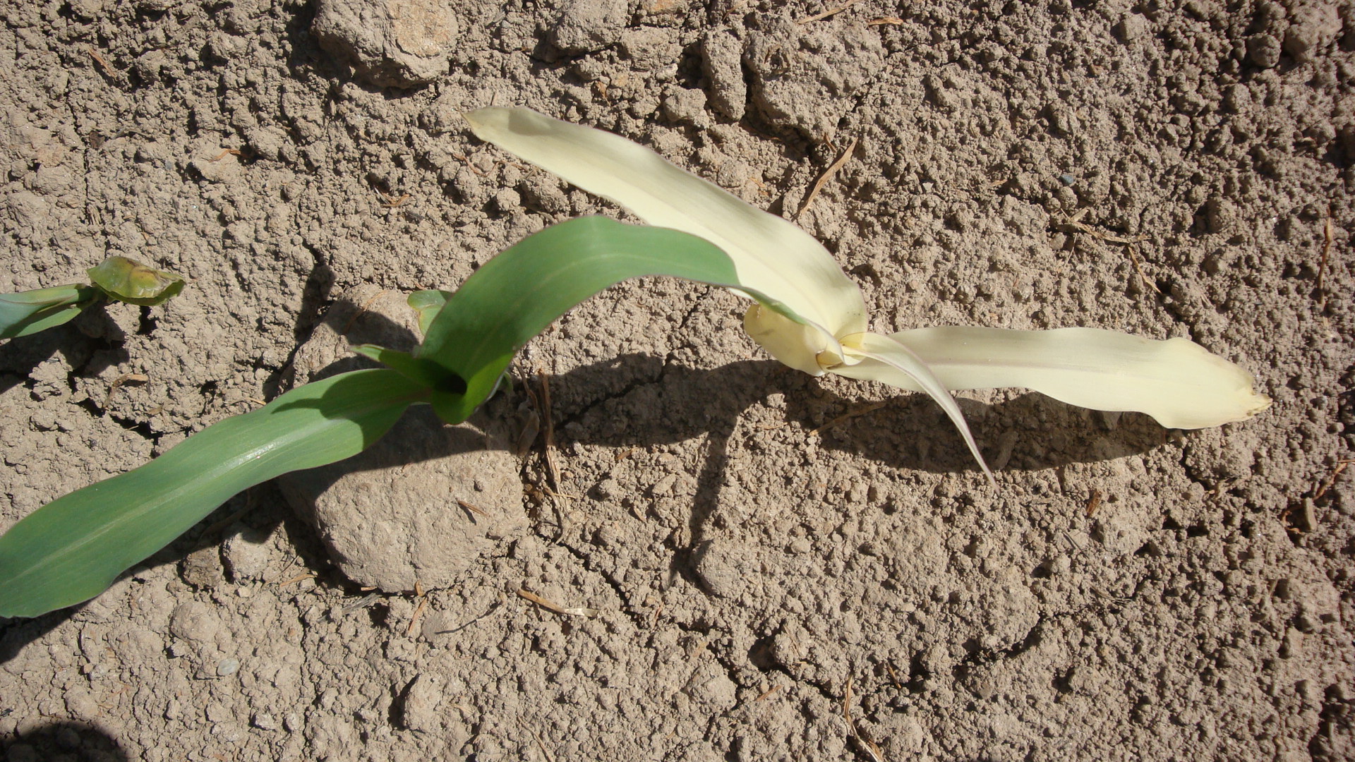 玉米苗叶片有黄条,玉米苗叶片发白原因及防治方法