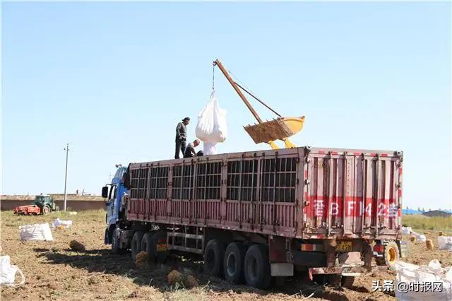 农村电商托起农亲的致富梦,内蒙古察右后旗土豆大丰收