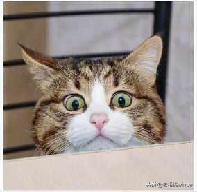 控制app启动android,app控制小米扫地机器人