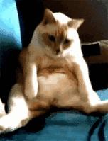 猫咪肠胃炎好了后食欲不好,猫咪肠胃炎引起的高热怎么治