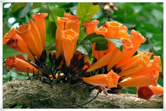 100种常见观叶植物图鉴史上最全,农村常见的100种植物